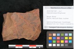 Foto (Objekt + Etikett) von Aralia elsmoreana Ettingshausen (NHMW-GEO-2024-0188-10381)
